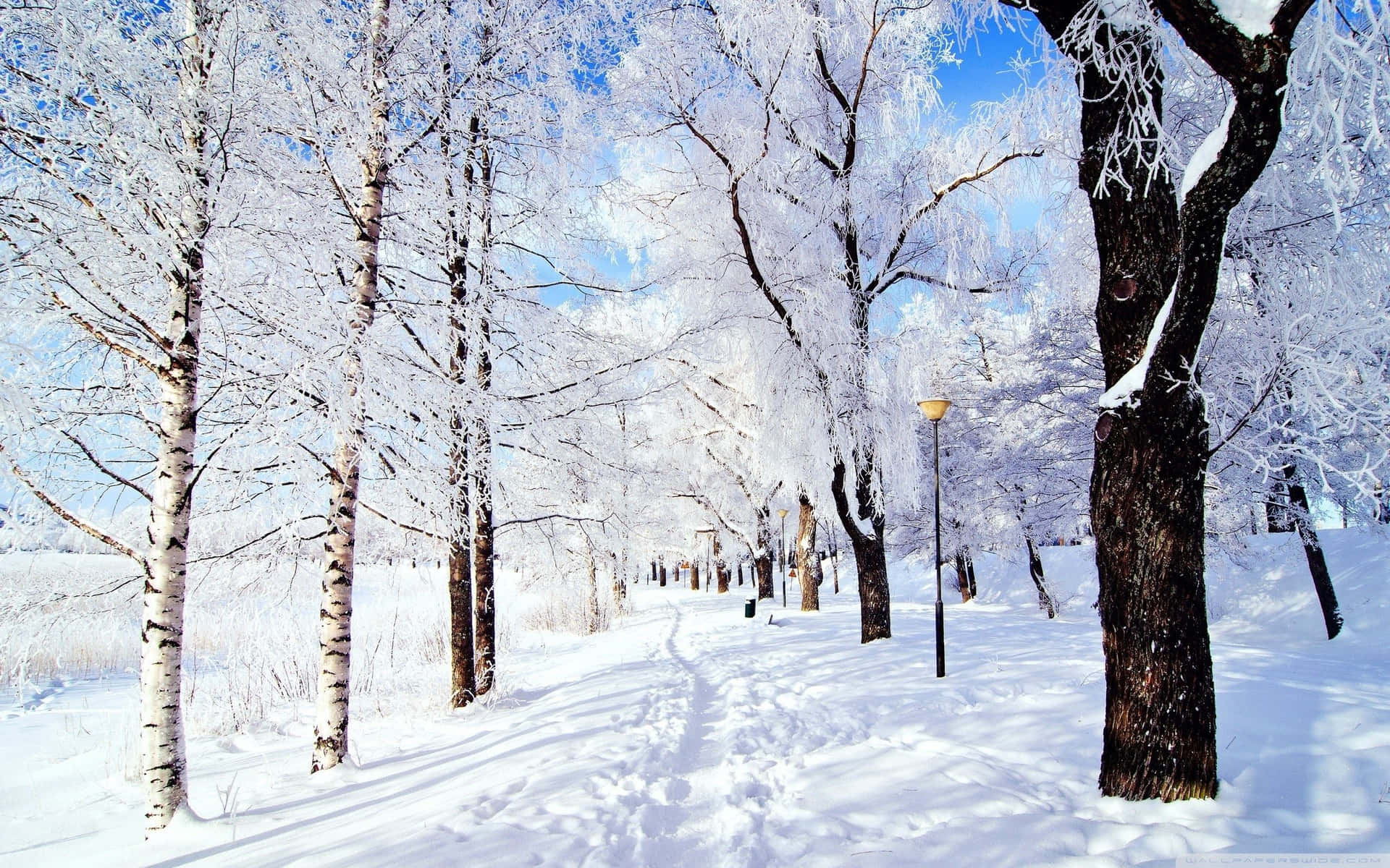 Enjoy The Snow Scene This Winter Background