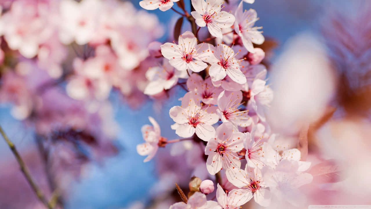 Enjoy The Soft Beauty Of A Pink Cherry Blossom Against A Clear Sky Background