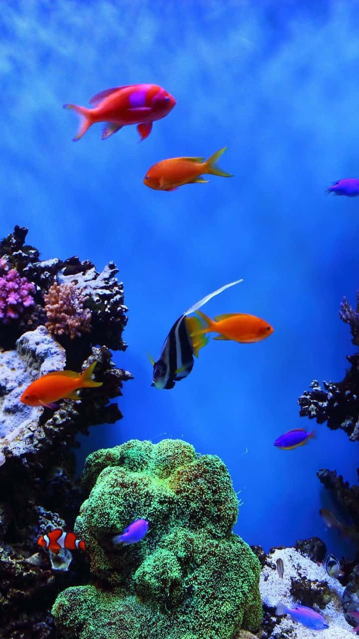 Enjoy The Soothing Beauty Of A Virtual Aquarium On Your Iphone Background