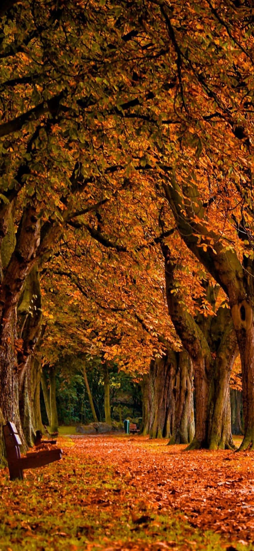 Enjoy The Spectacular Fall Colors Of The Season With The Iphone 6 Plus Background