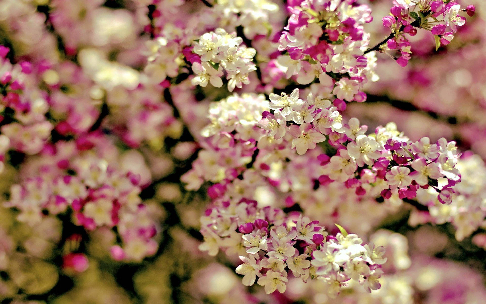 Enjoy The Spring With A New Computer Background