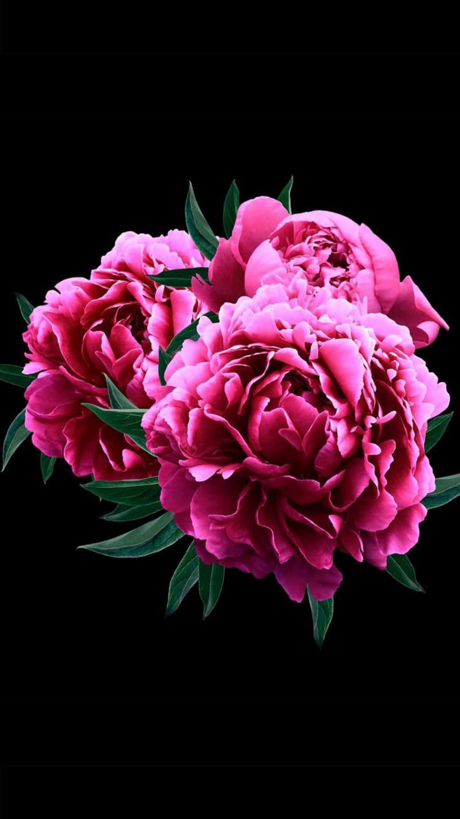Enjoy The Stunning Bloom Of Pink Peony Flowers With The Vibrant Colors Of Your Iphone