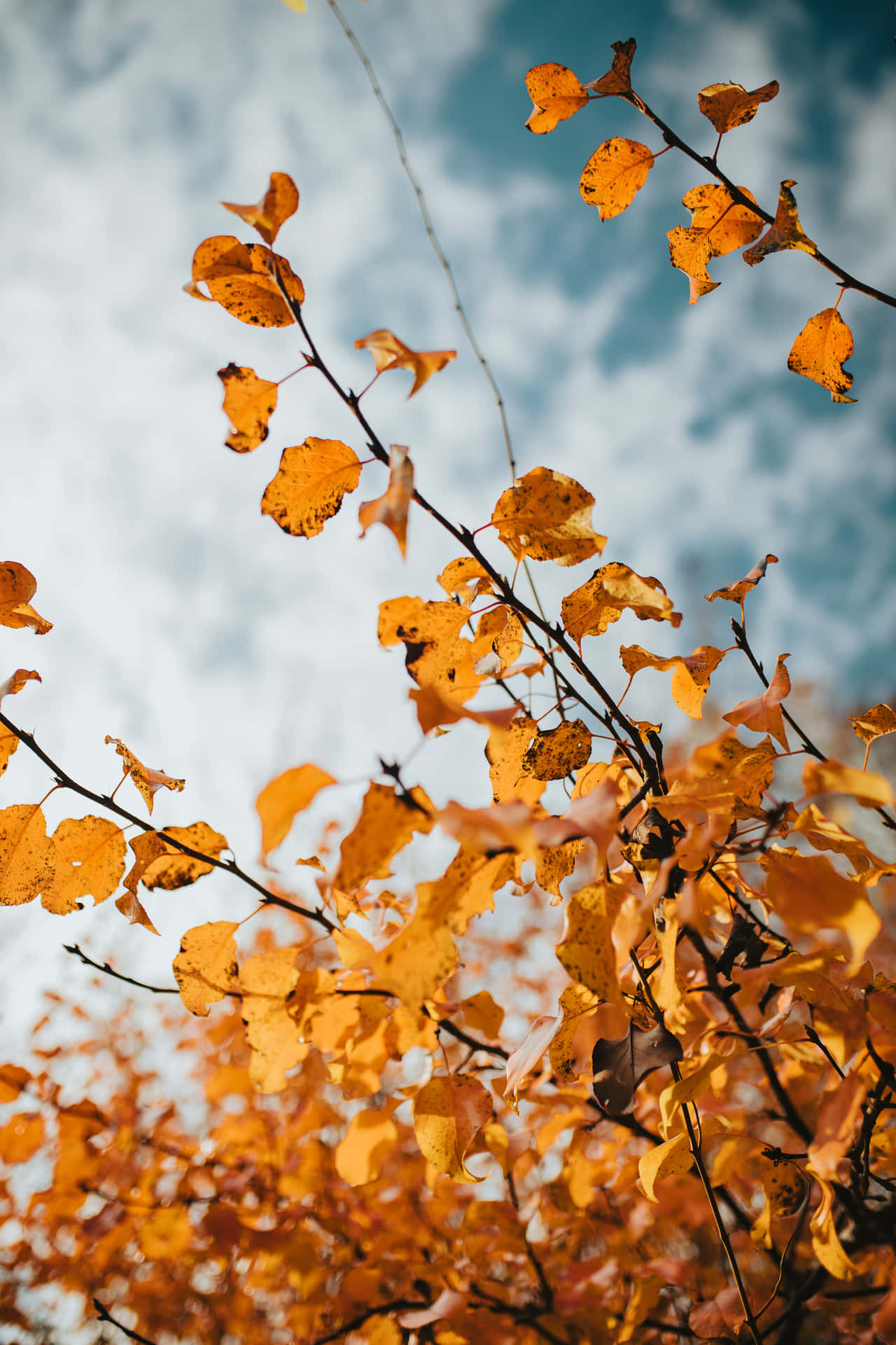 Enjoy The Stunning View Of The Colorful Fall Foliage. Background