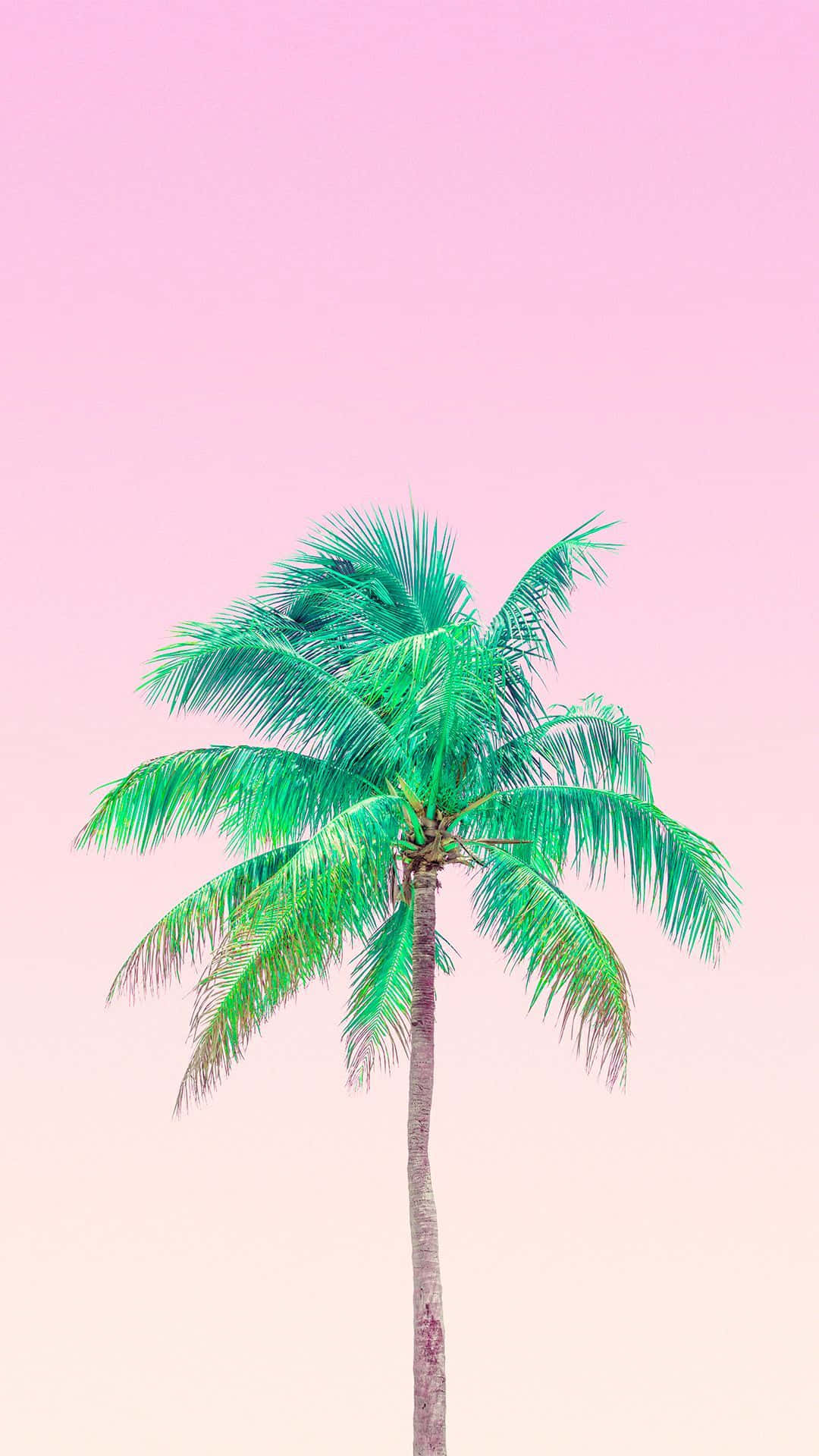 Enjoy The Sunset At This Tropical Beach Framed By A Cute Palm Tree Background