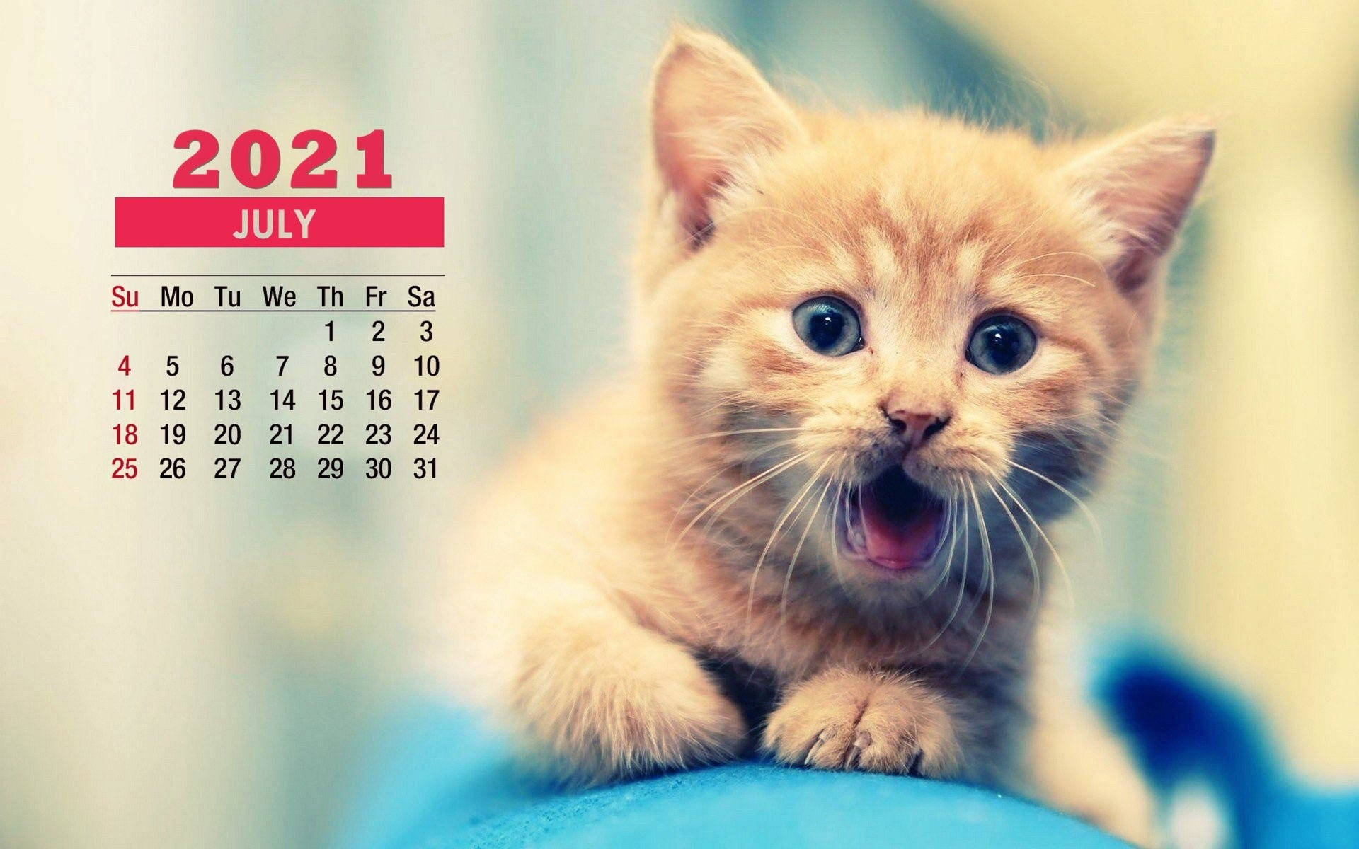 Enjoy The Sunshine With This Adorable Kitten In July! Background