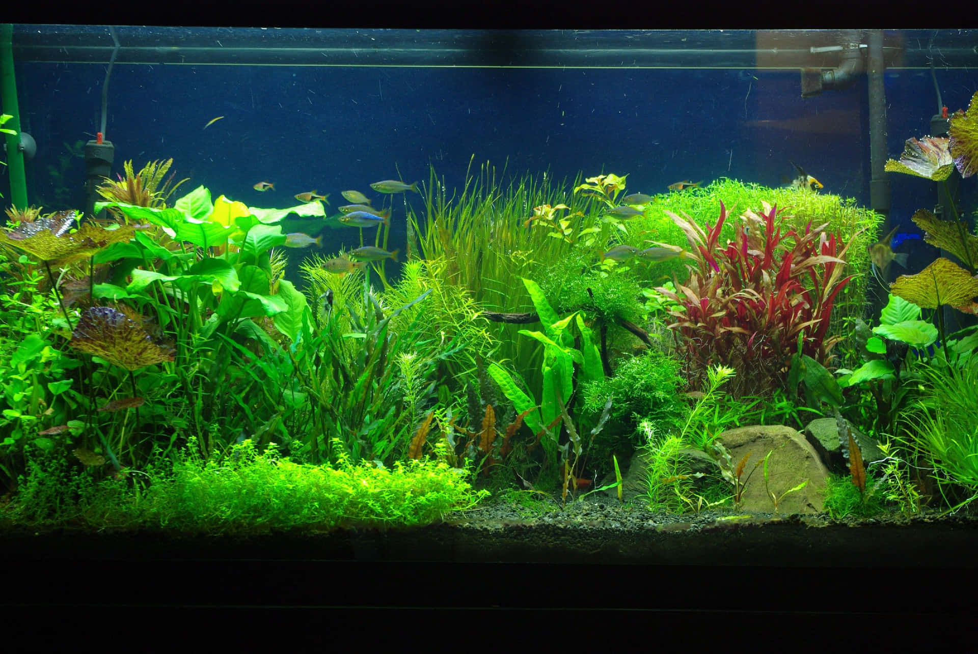 Enjoy The Tranquil Beauty Of An Aquarium Fish Tank. Background