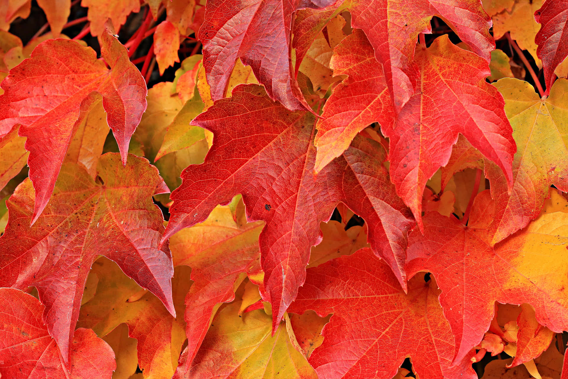 Enjoy The Tranquil Season Of Autumn With The Vibrance Of Autumn Foliage