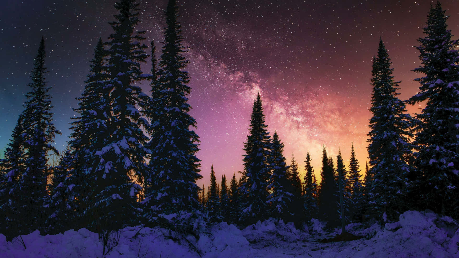 Enjoy The Tranquility Of A Starry Night In The Forest Background