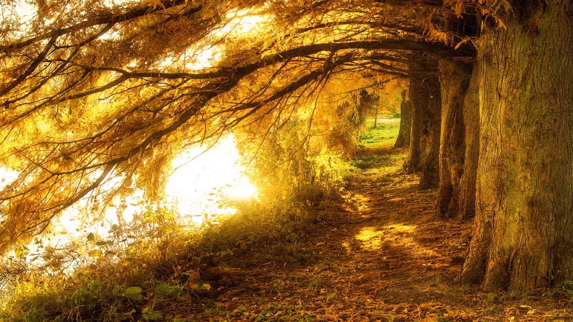 Enjoy The Tranquility Of Nature With This Beautiful 1920 X 1080hd Desktop Wallpaper Background