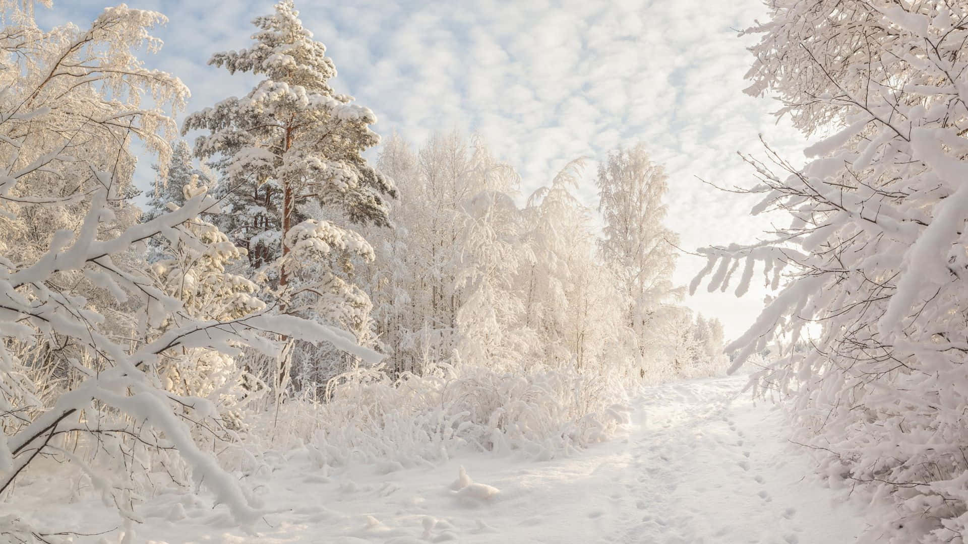 Enjoy The Tranquility Of The Snow-covered New Hampshire Paths