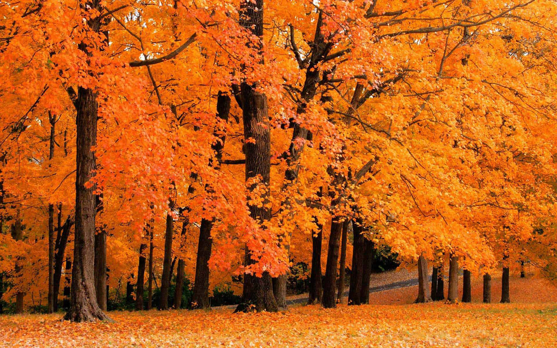 Enjoy The Transition Of Fall Colors Background