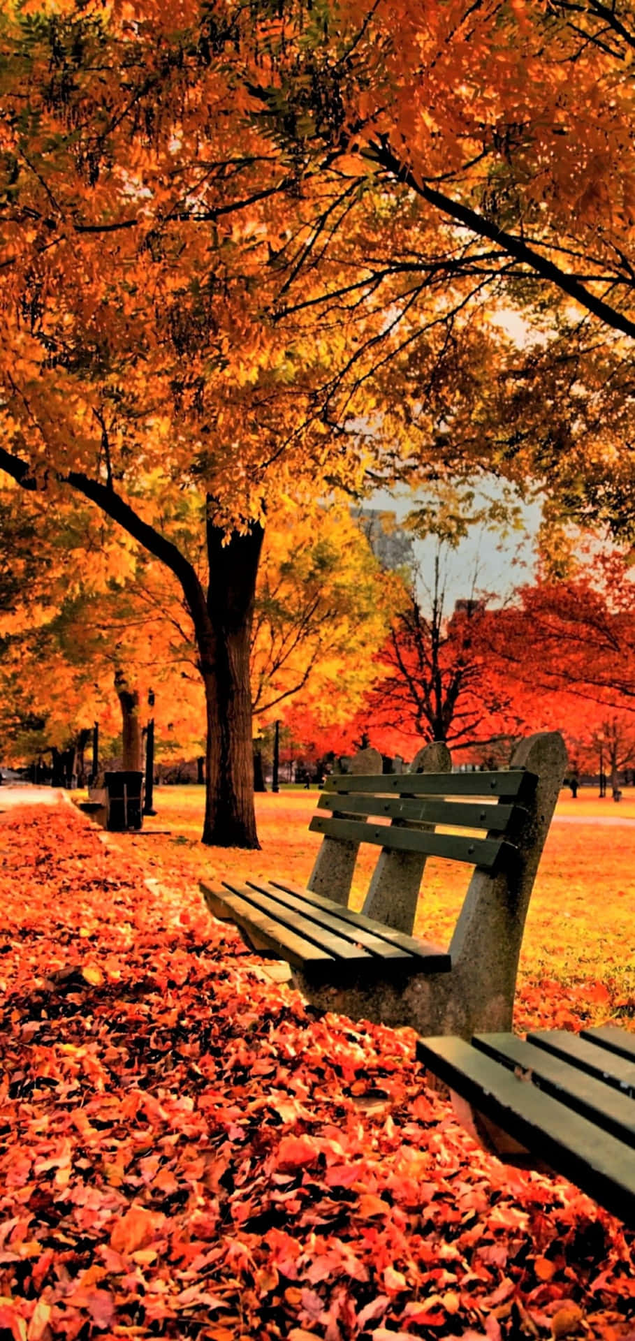 Enjoy The Vibrant Beauty Of Fall With These Spectacular Orange And Red Tree Leaves. Background