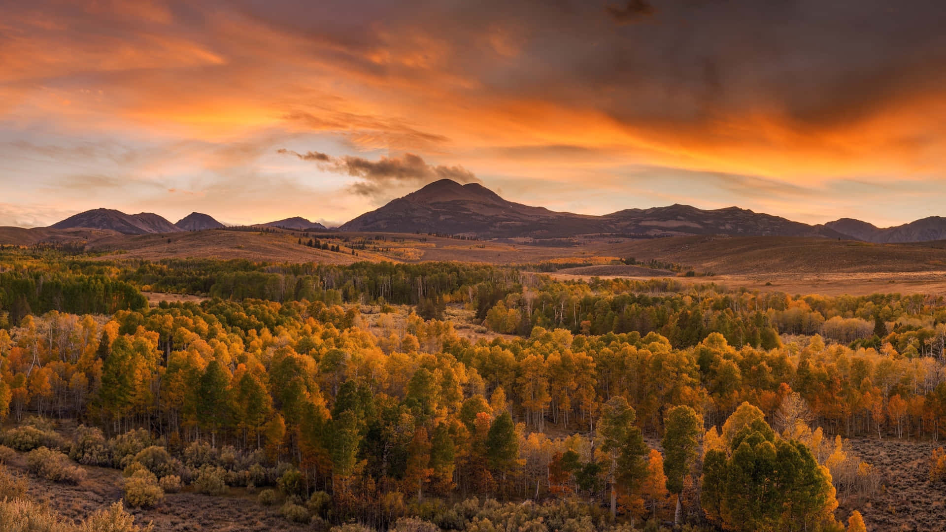 Enjoy The Vibrant Colors Of Autumn Background