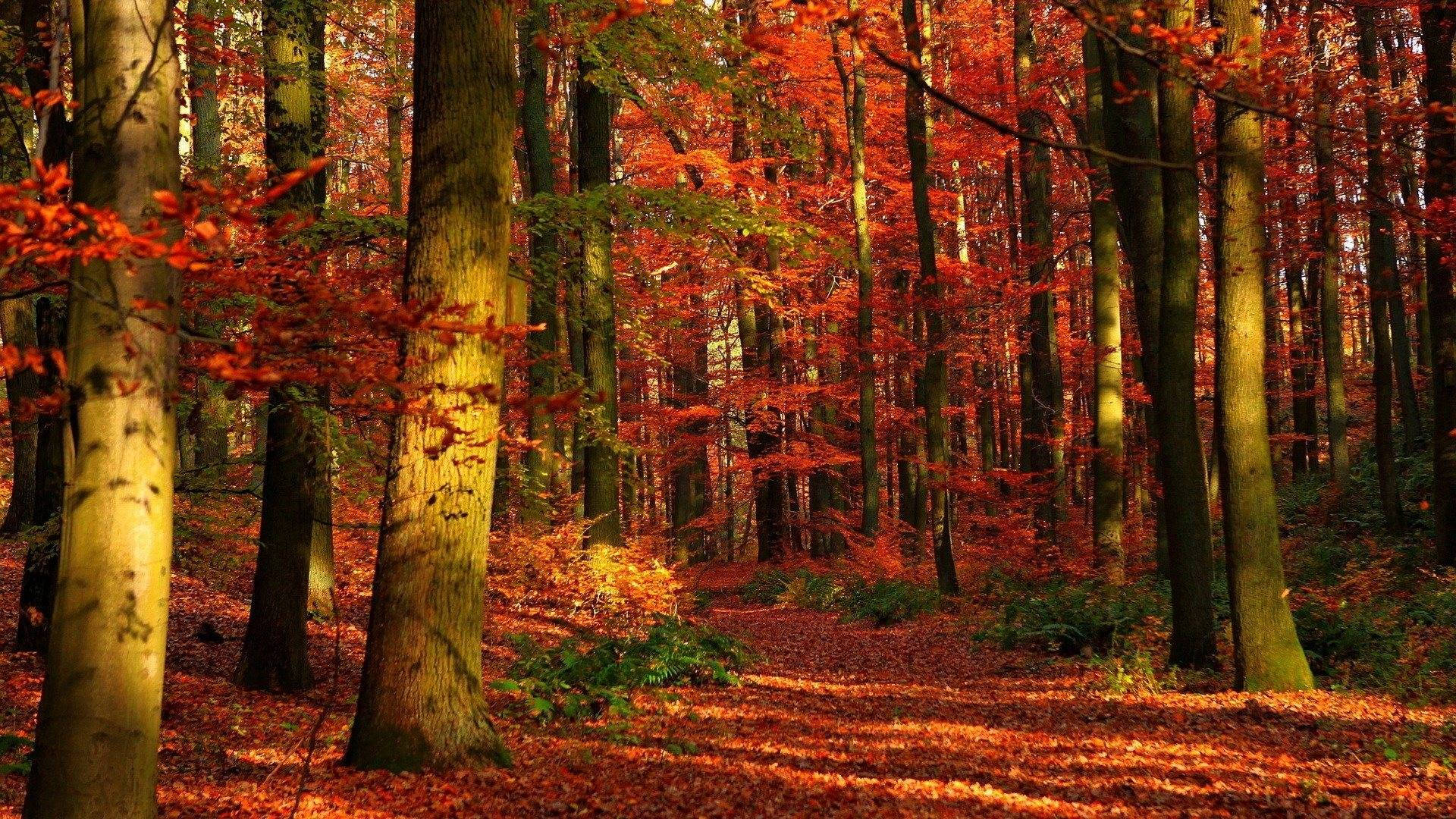 Enjoy The Vibrant Colors Of Autumn In This Beautiful Forest Background