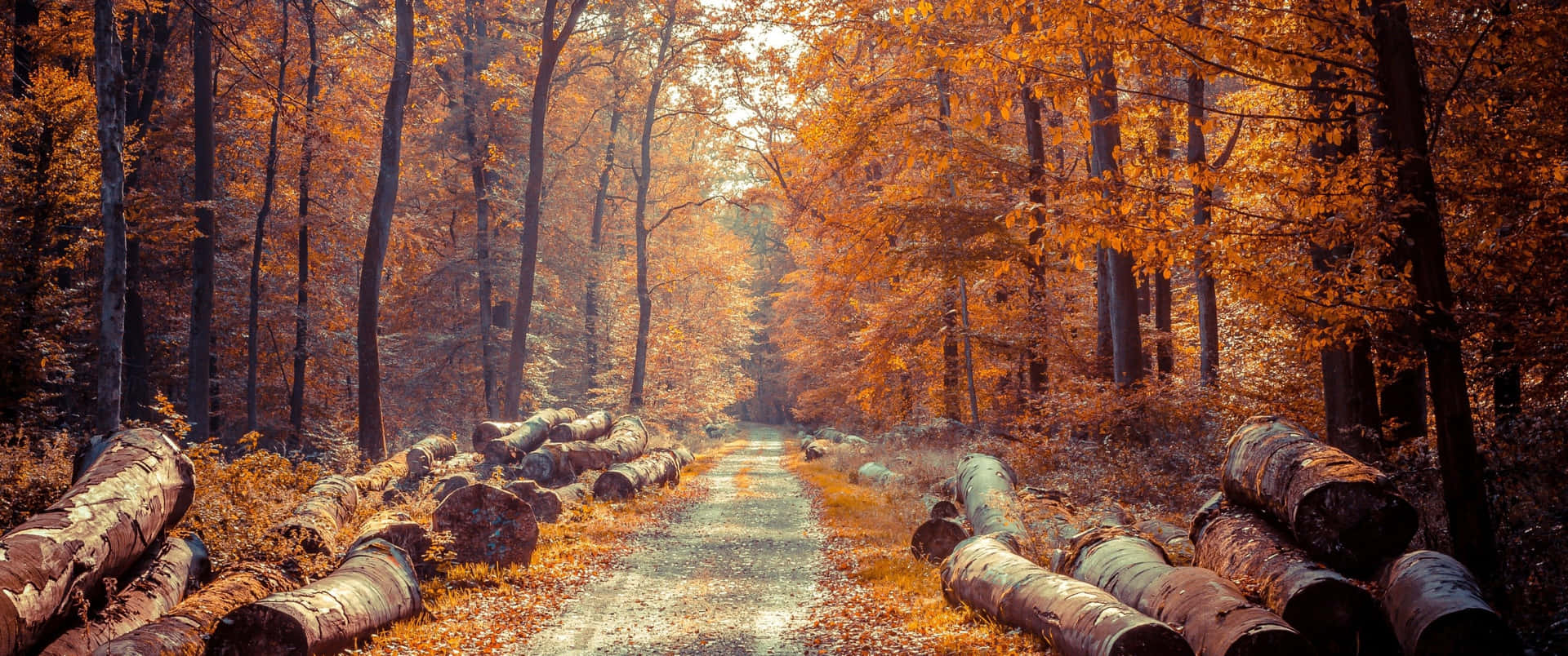 Enjoy The Vibrant Colors Of Autumn With This 3440x1440 Fall Wallpaper Background