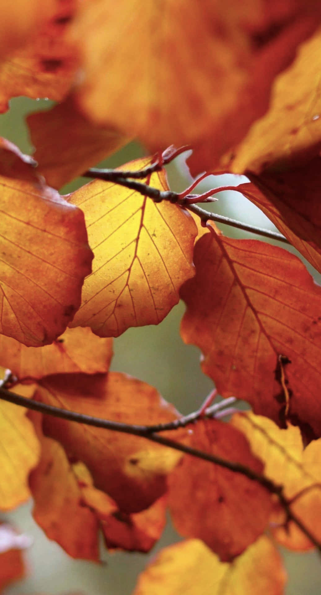 Enjoy The Vibrant Colors Of Autumn With This Fall Leaves Iphone Wallpaper. Background