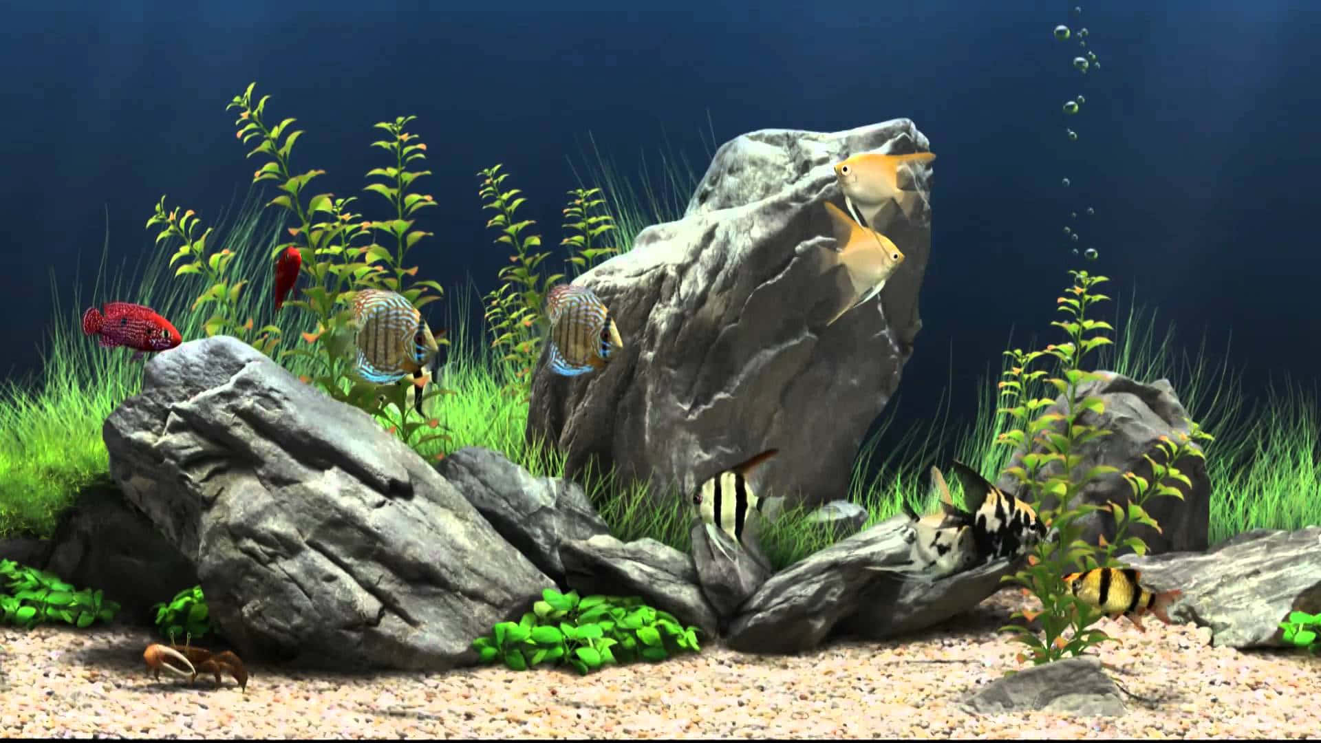 Enjoy The Vibrant Colors Of Exotic Fish Swimming In An Aquarium. Background