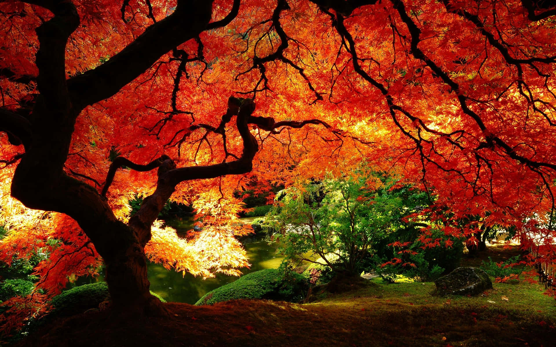 Enjoy The Vibrant Colors Of Fall! Background
