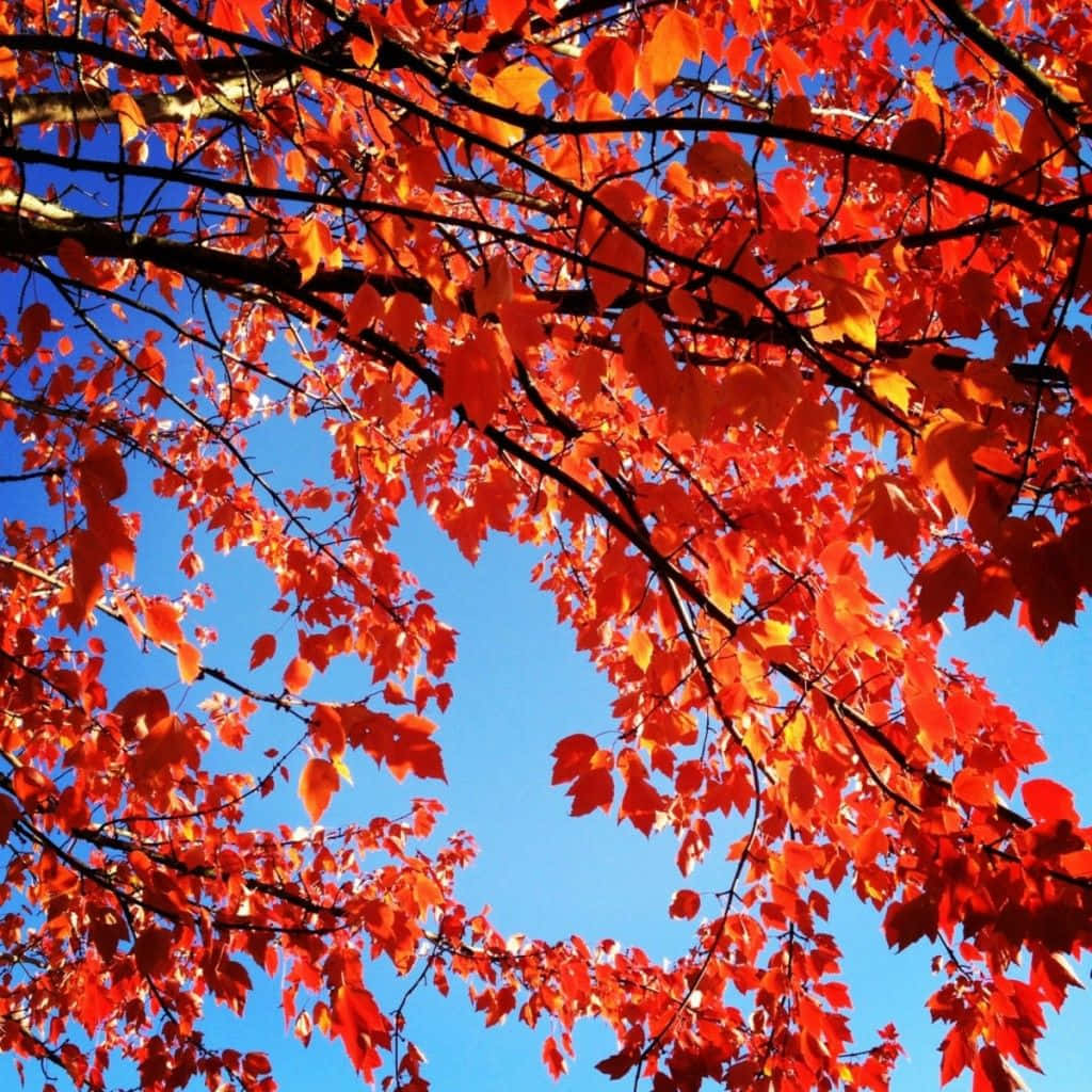 Enjoy The Vibrant Colors Of Fall With The All New Ipad Background