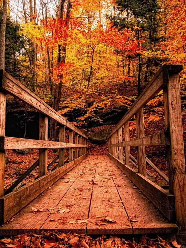 Enjoy The Vibrant Colors Of Fall With This Ipad Background