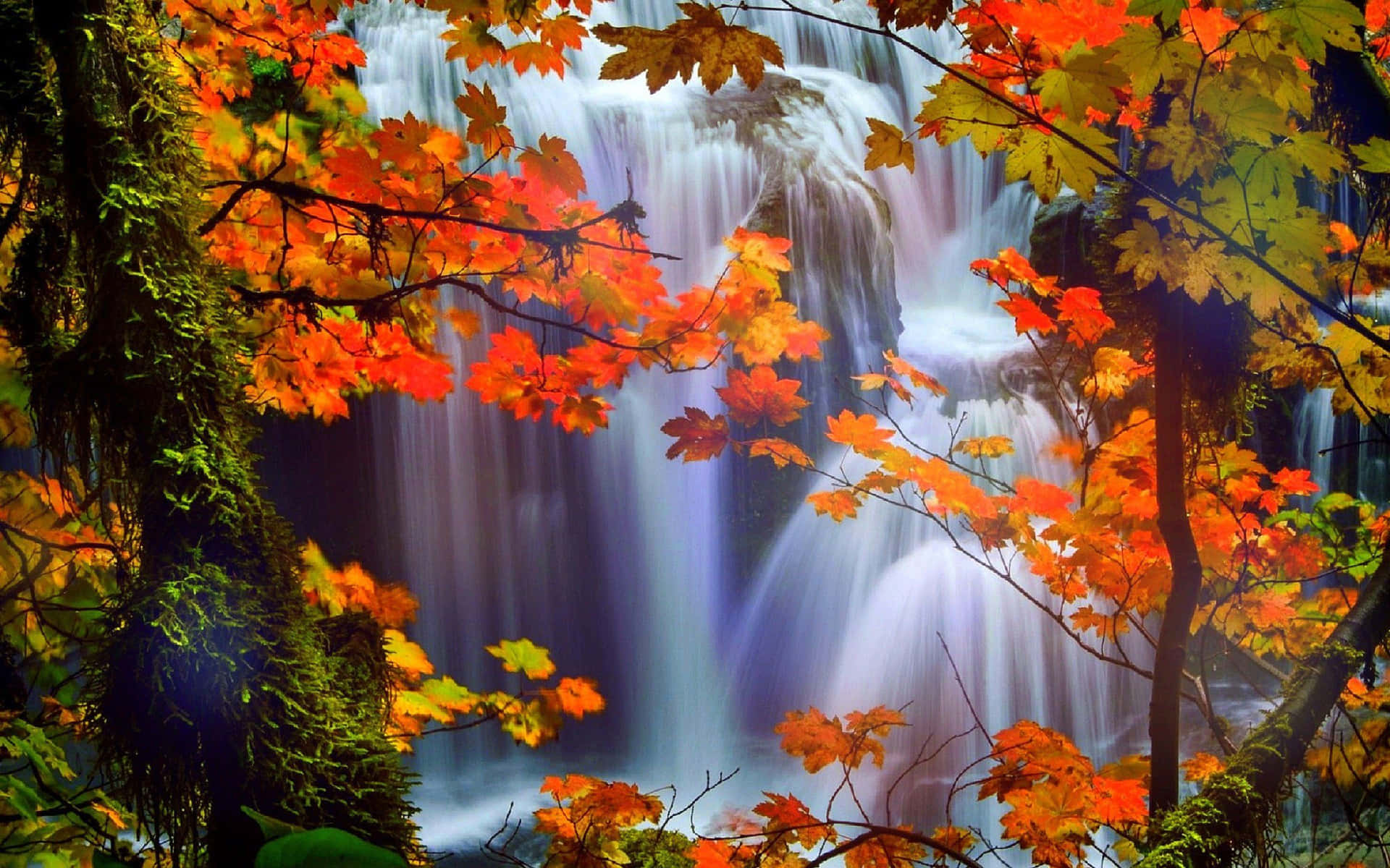 Enjoy The Vibrant Colors Of Fall. Background