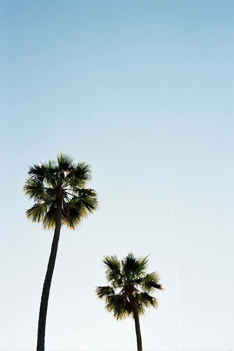 Enjoy The View Of Lush Palm Trees With Your Iphone Background