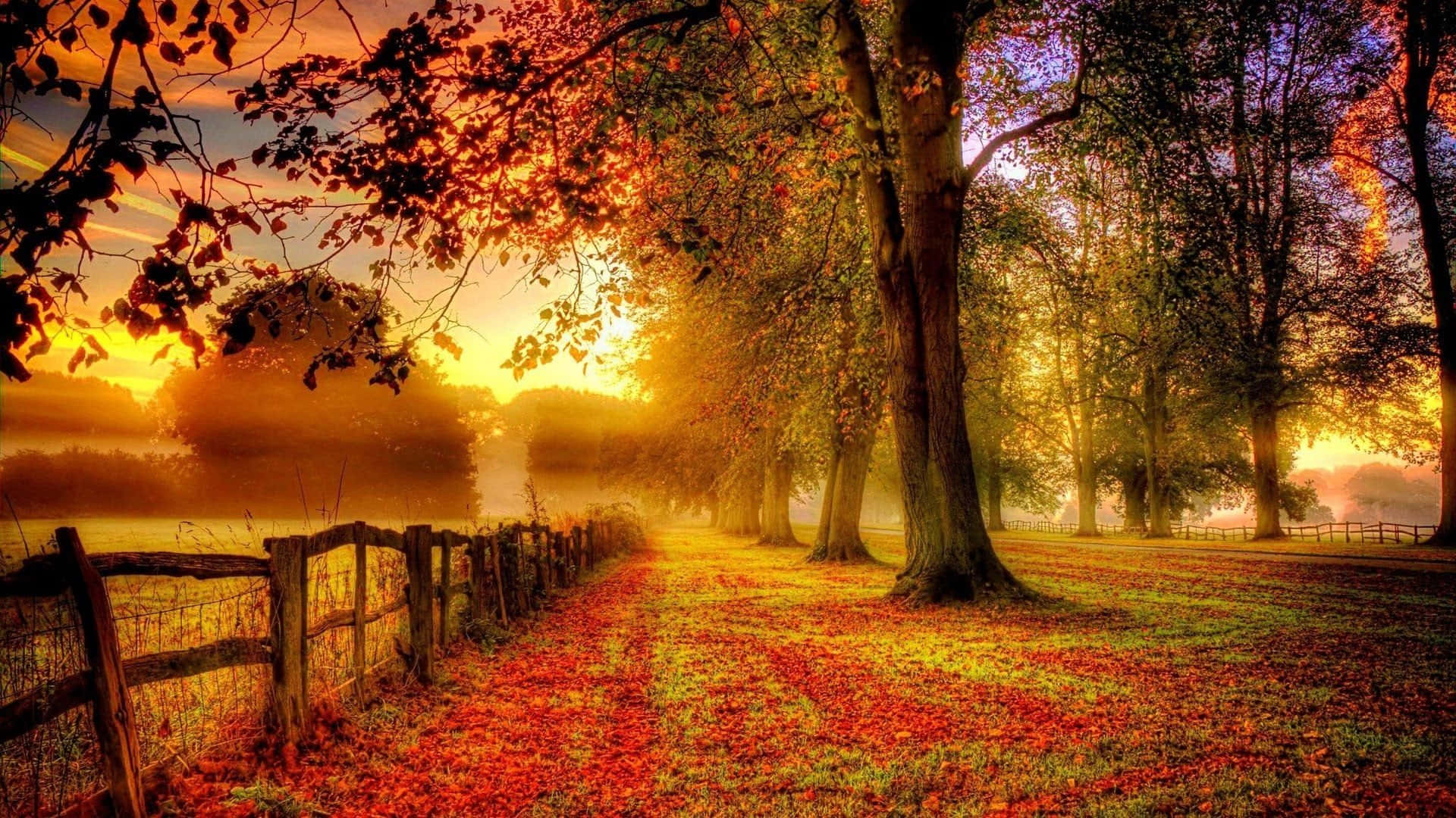 Enjoy The Warm Hue Of Autumn Foliage