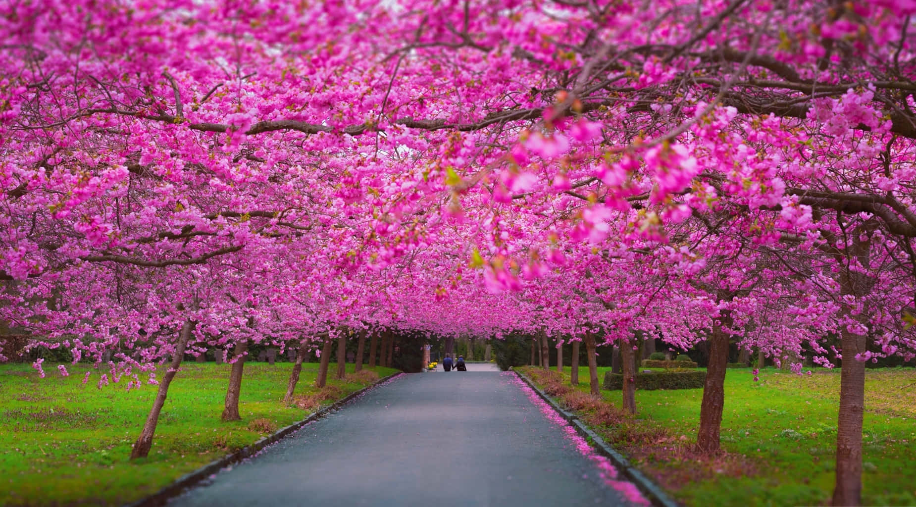 Enjoy The Warmth Of Spring Background