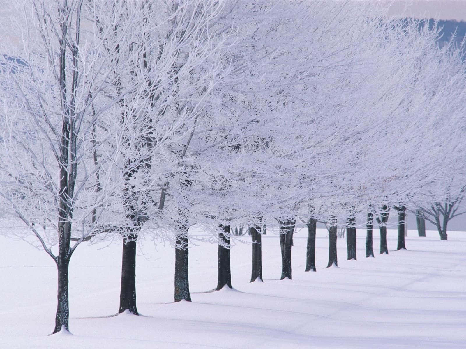 'enjoy The White Wonderland Of New Hampshire In The Wintertime' Background