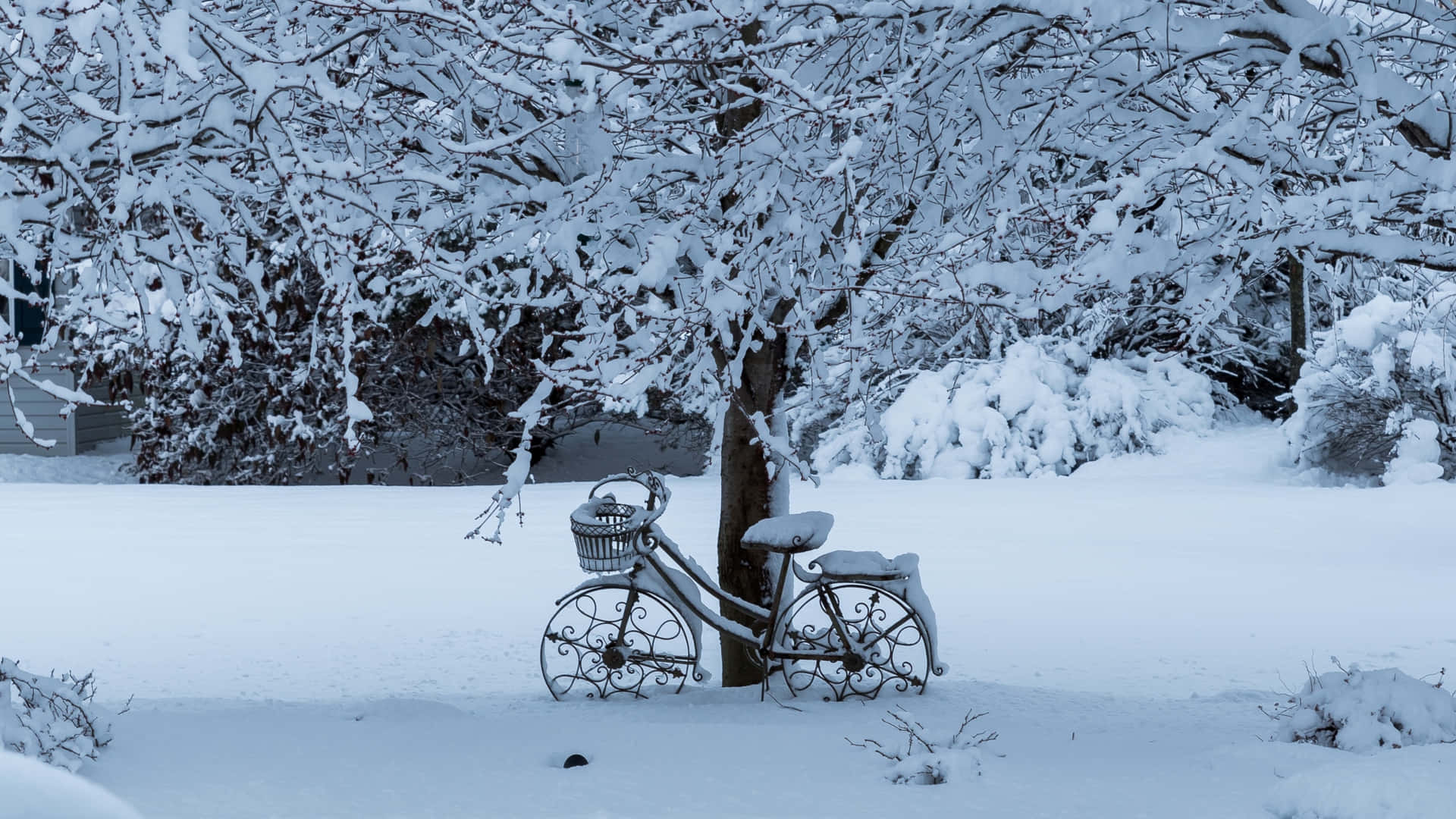 Enjoy The Winter's Beauty Of A Snowfall Background