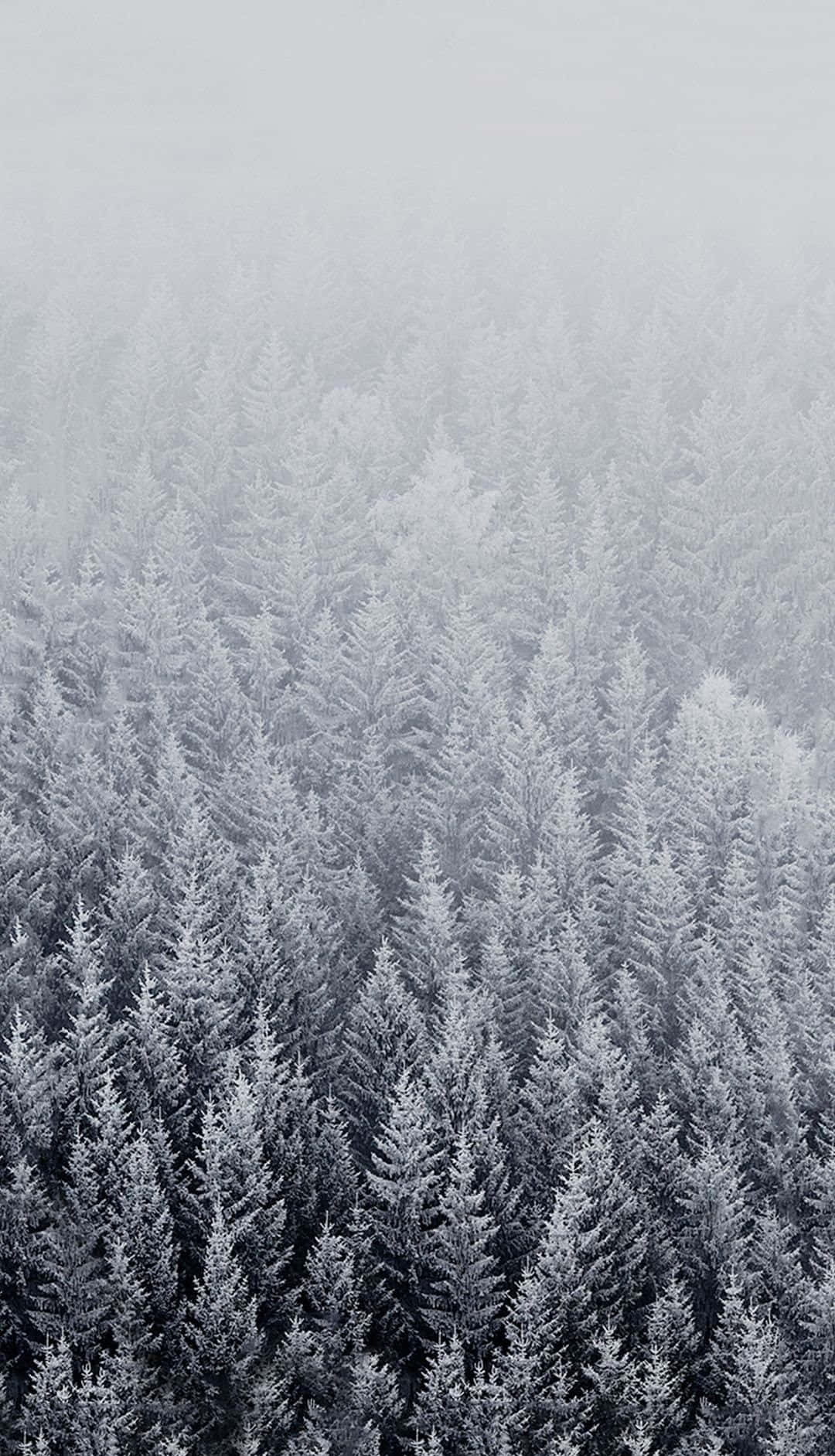 Enjoy The Wintry Wonderland With This Pristine Winter Iphone 6 Plus Background