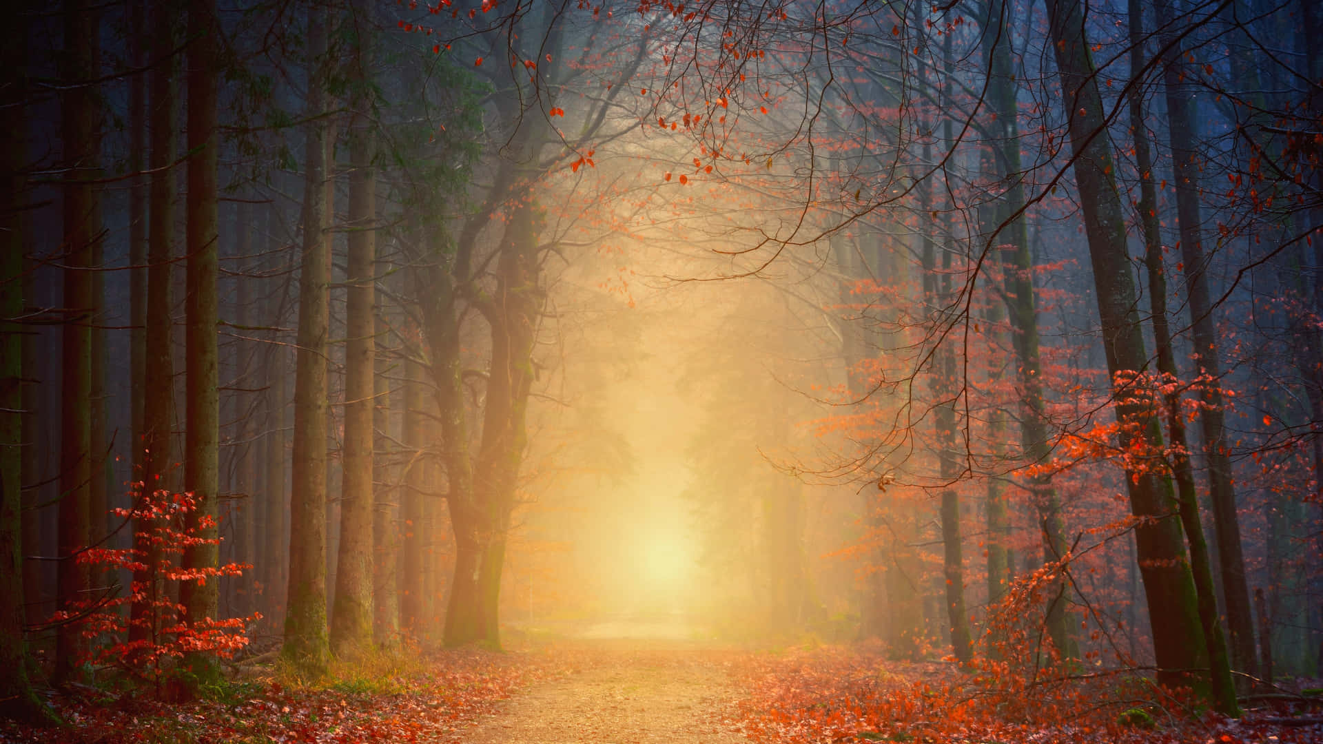 Enjoy The Wonders Of Fall In Vivid 4k Quality Background