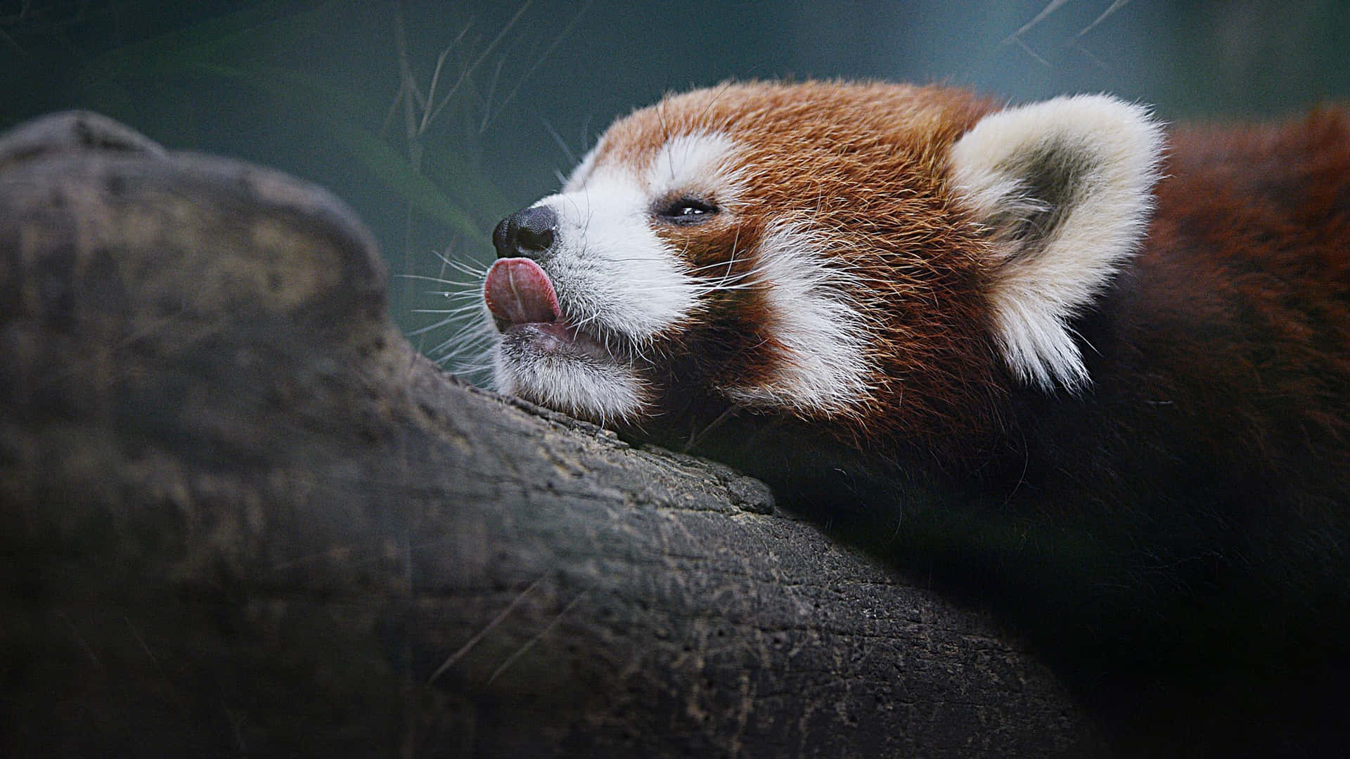 Enjoy This Adorable Image Of A Cute Red Panda Background