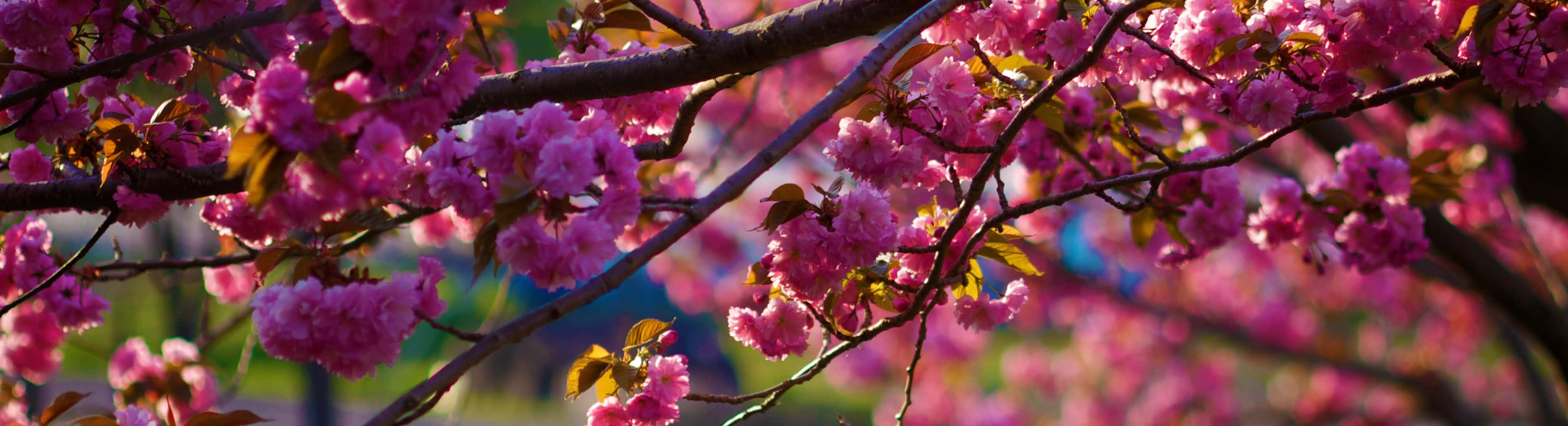 Enjoy This Awesome Visual From A Spring Ambient Background