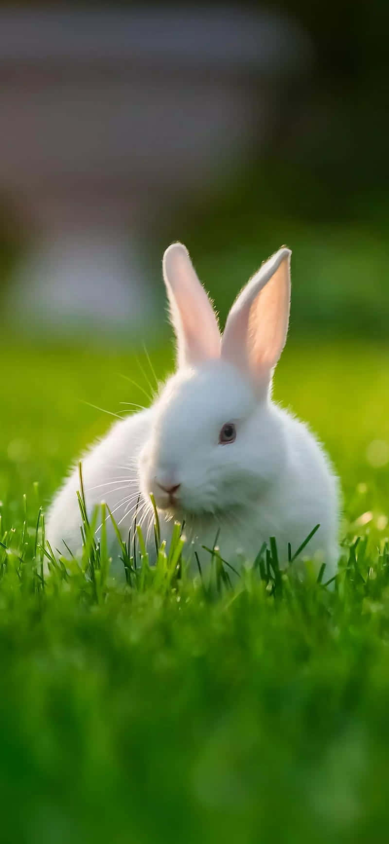 Enjoy This Cute Bunny With Your Iphone Background