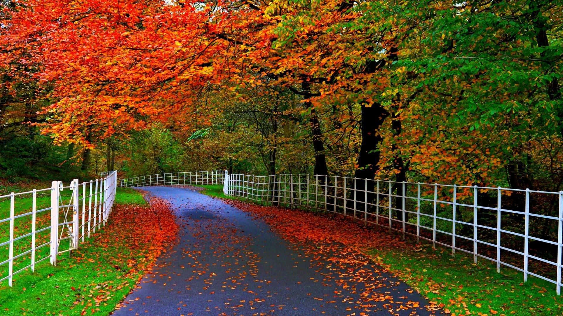 Enjoy This Scenic Fall View Of A Lovely River Bank With Majestic Trees In The Background. Background