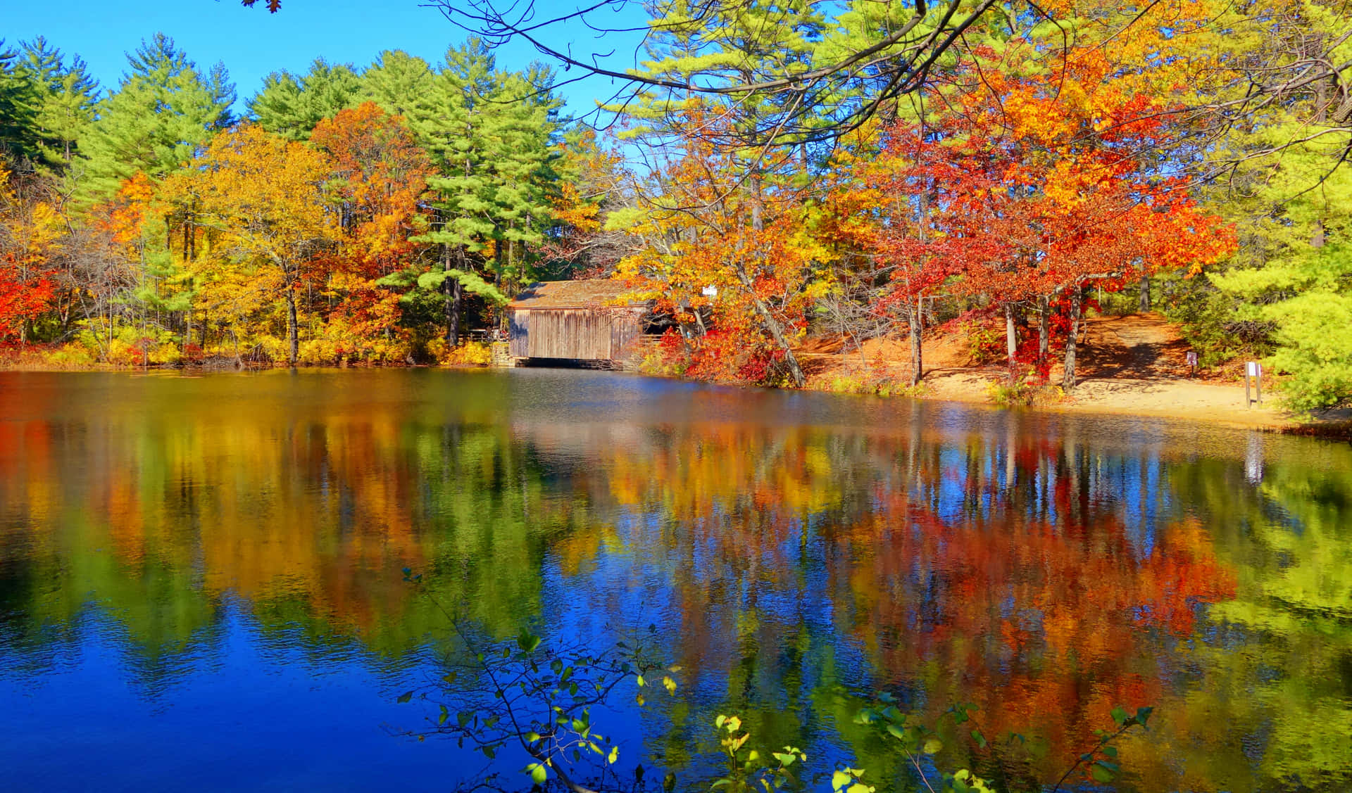 Enjoy This Vibrant Red New England Autumn Background