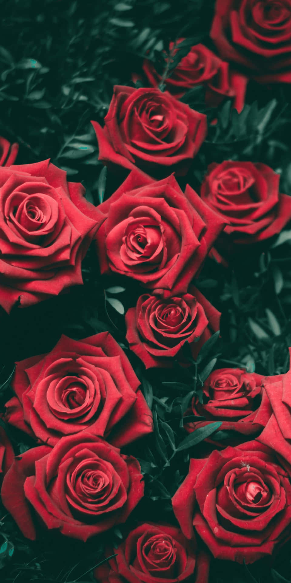 Enjoy Using This Stylish And Cute Red Iphone Background