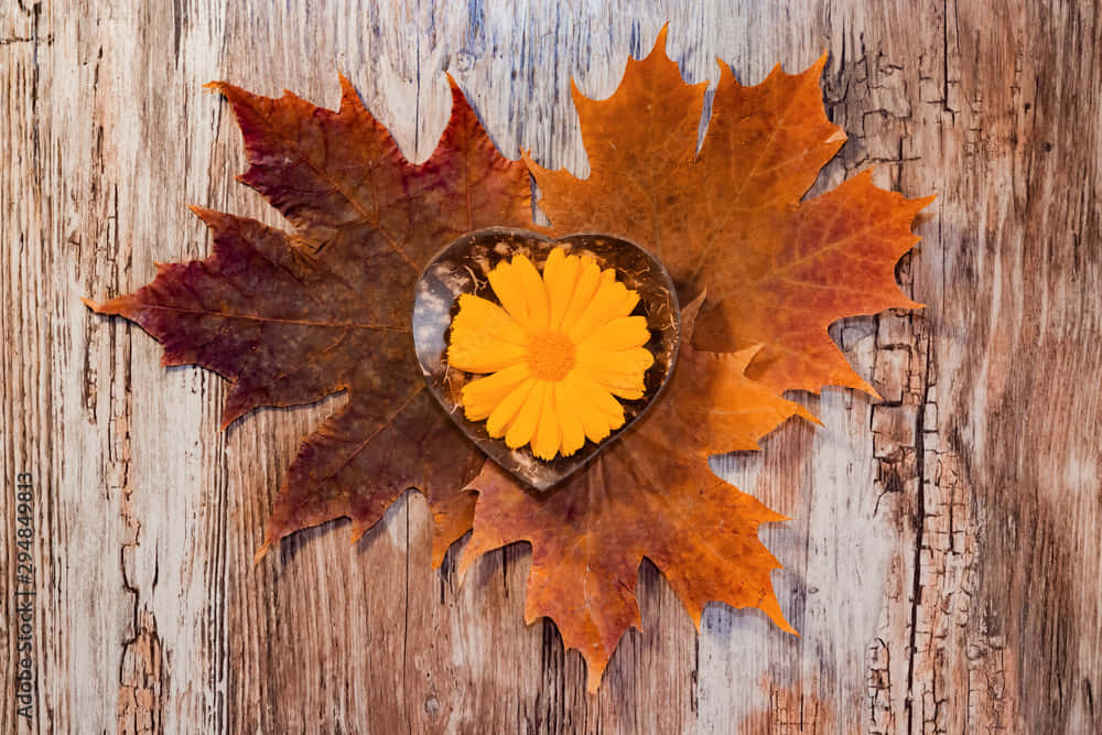 Enjoy Vibrant Fall Colors Background