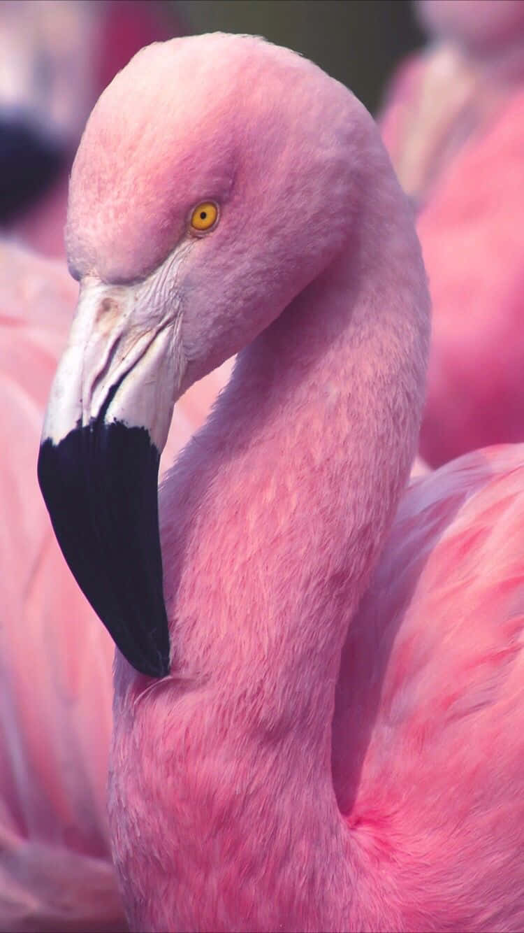 Enjoy Watching Flamingos With Your Iphone Background