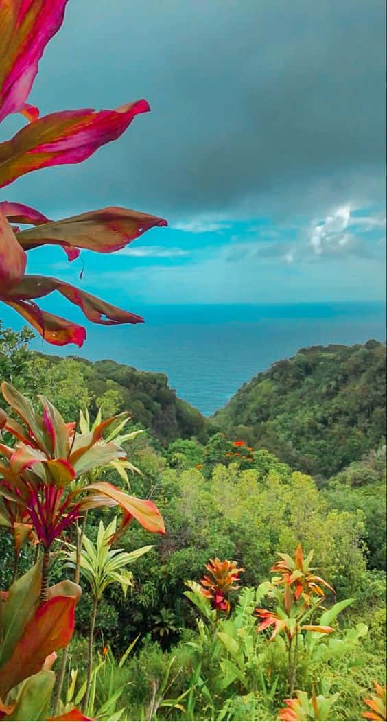 Enjoy Your Day With A Beautiful View Of Hawaii! Background