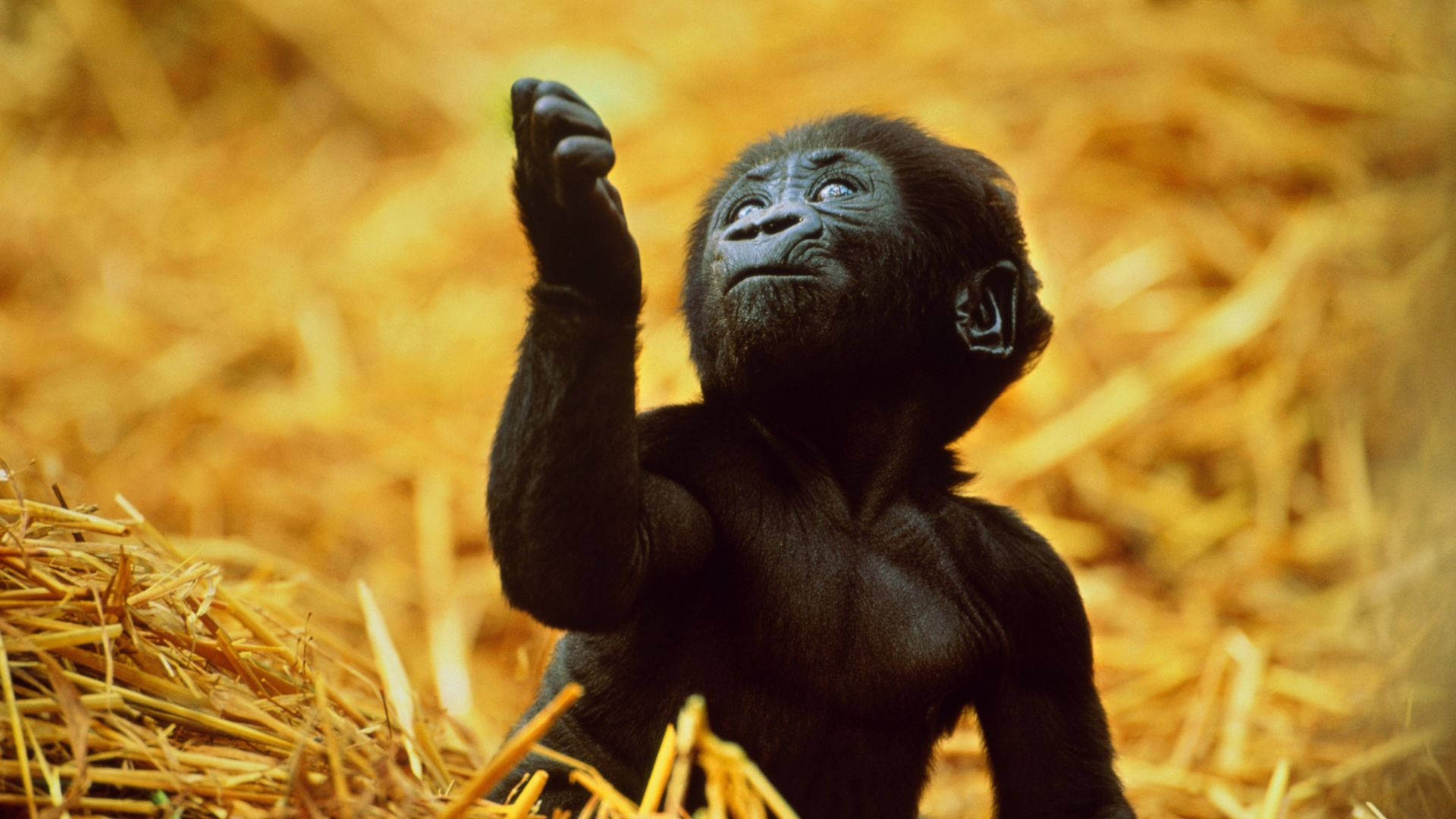 Enjoy Your Desktop With This Peaceful Gorilla! Background