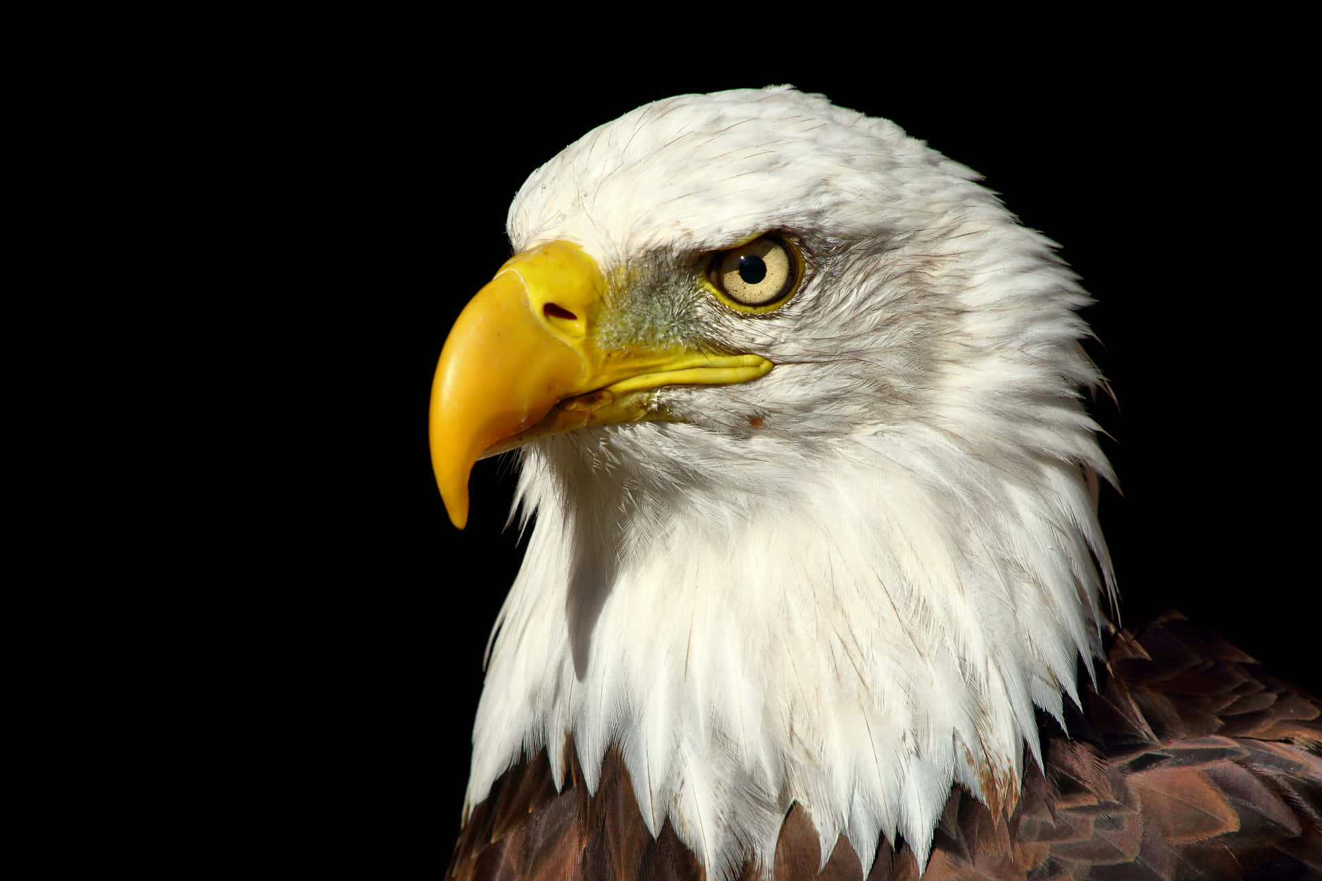 Enjoy Your Summer In American Eagle Apparel. Background
