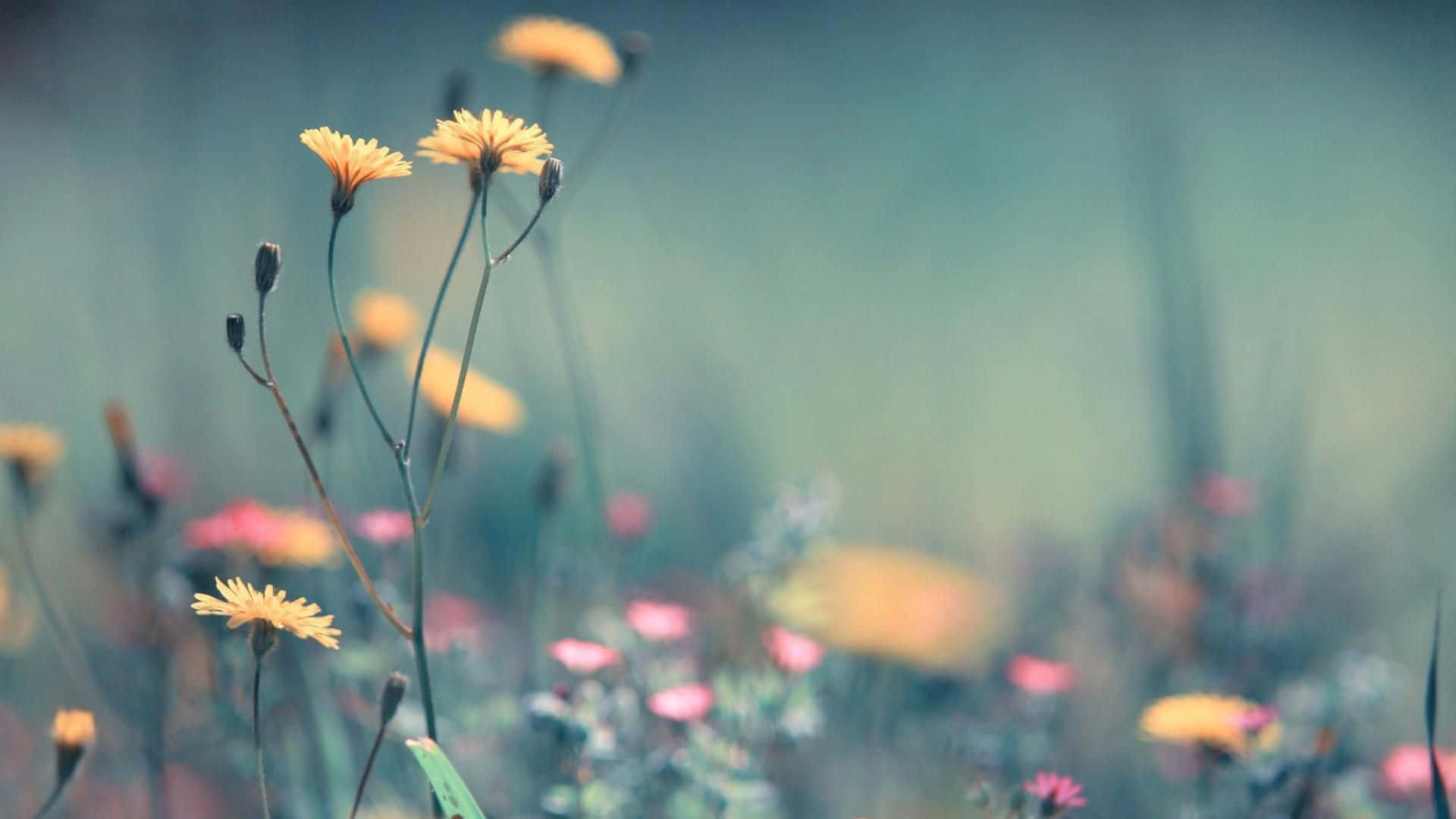 Enjoying A Breezy Spring Day Background