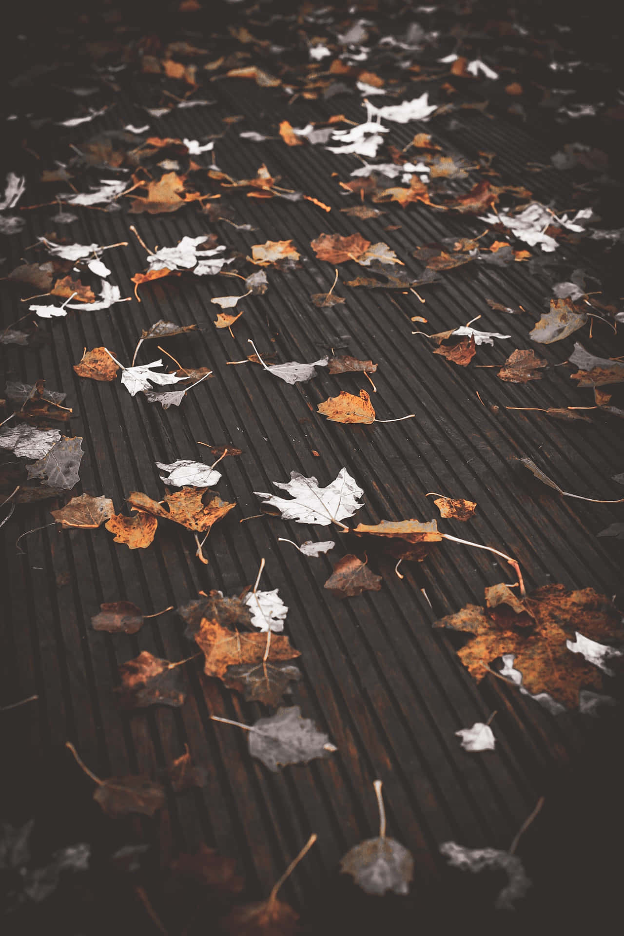 Enjoying A Peaceful Autumn Morning Background