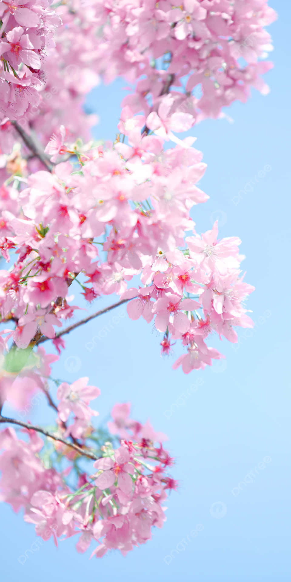 Enjoying A Relaxing Afternoon Under Pink Cherry Blossoms Background