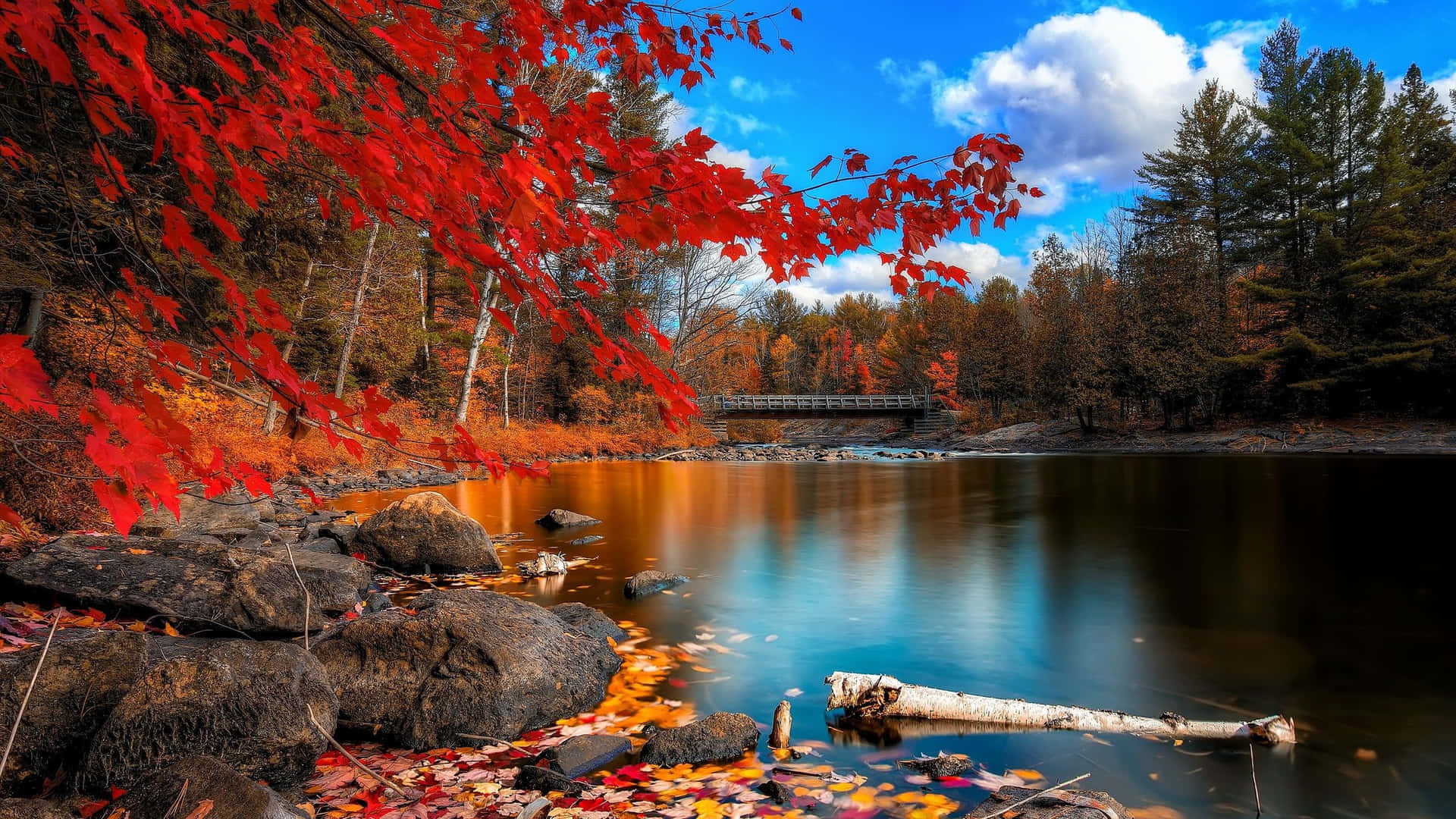 Enjoying A Scenic View Of The Fall Colors. Background