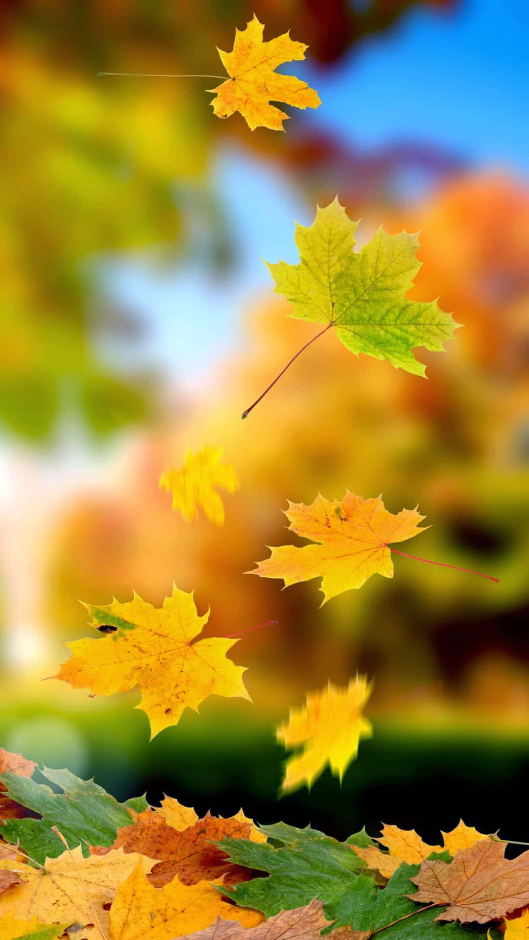 Enjoying A Simple Fall Day In Nature Background