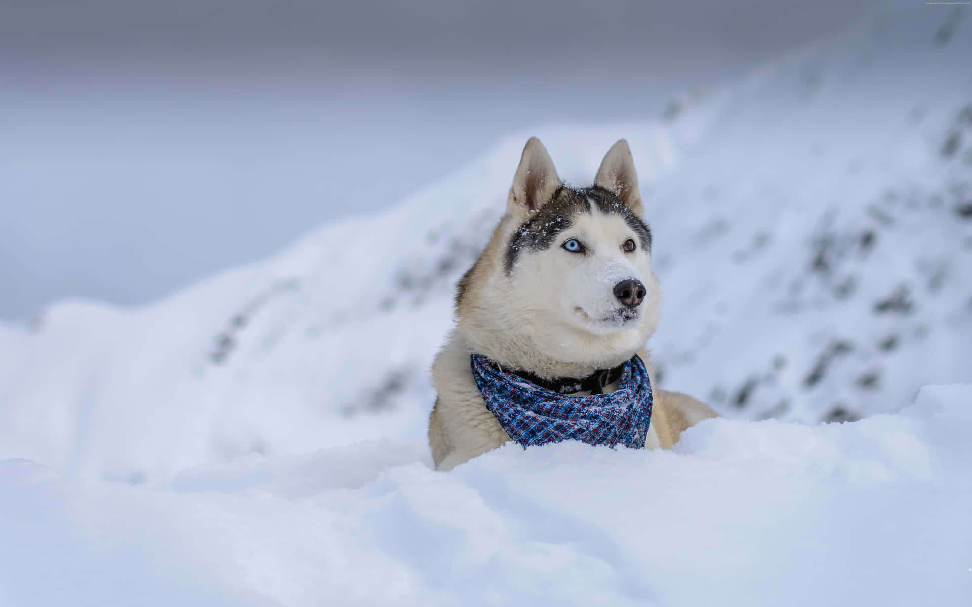 Enjoying A Snowy Winter Day Background