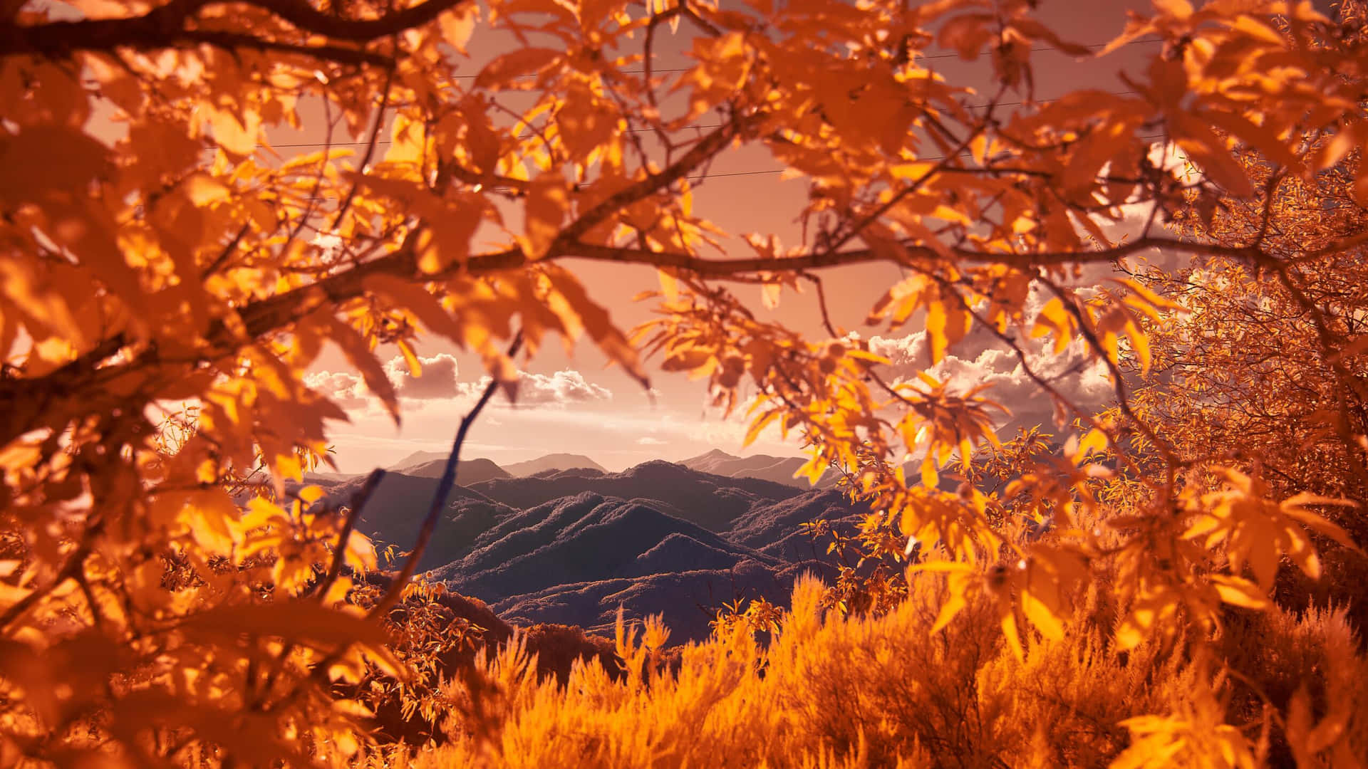 Enjoying A Stroll Through The Autumn Forest Background